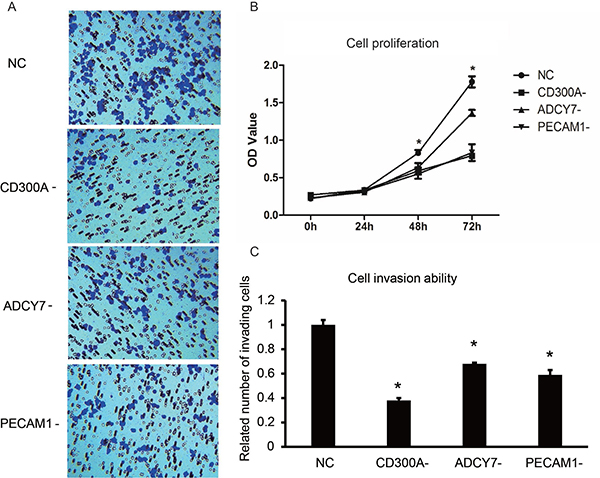 Effects of CD300A, PECAM1, and ADCY7 on proliferation and invasion in U937 cells.