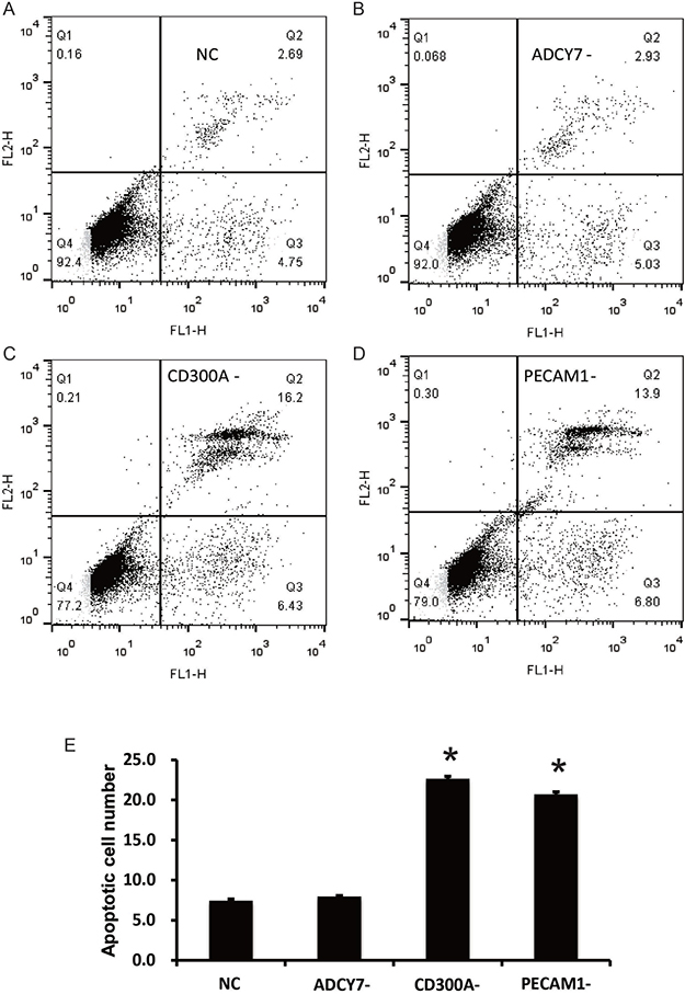 Effects of CD300A, PECAM1, and ADCY7 on apoptosis in U937 cells.