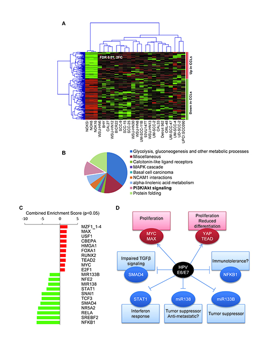 Figure 4. Gene expression analysis of the OPC-22 panel.