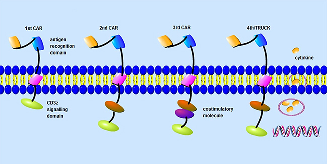 CAR-T-cell design.