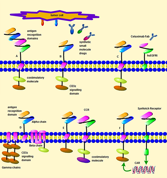 Different design strategies of CAR T cells.