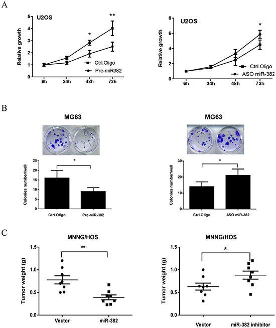 miR-382 suppresses osteosarcoma (OS) growth in vitro and in vivo.