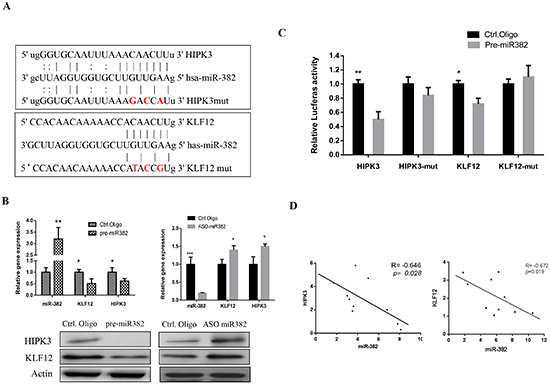 KLF12 and HIPK3 are targets of miR-382.