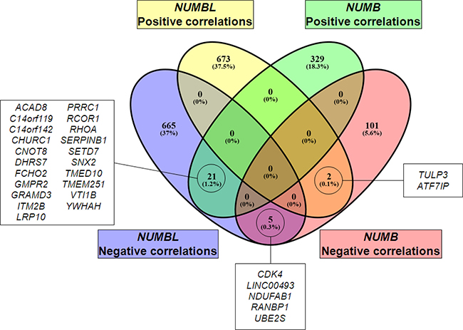 Venn diagram of genes positively or negatively correlated to NUMB or NUMBL, showing coincident genes.