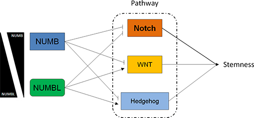 NUMB and NUMBL affect Notch, WNT and Hedgehog pathways differentially.