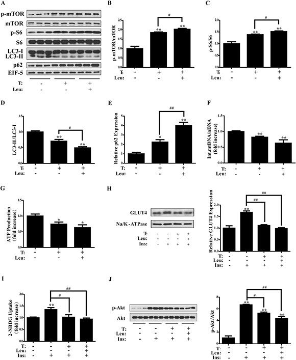 Effects of leucine on testosterone-treated C2C12 cells.