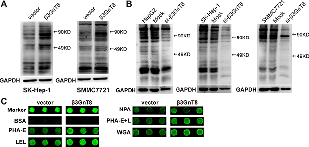 The effect of &#x03B2;3GnT8 on the expression of polylactosamines in HCC cells.