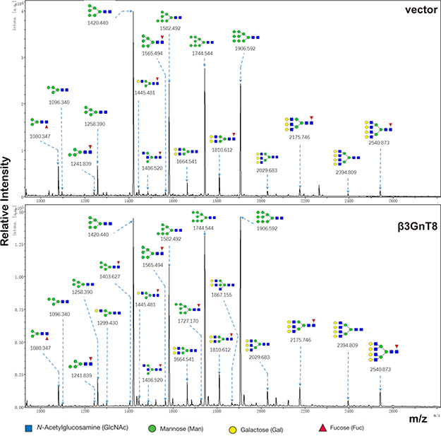 MALDI-TOF/TOF-MS/MS analysis of N-glycan precursor ions in MS spectra.
