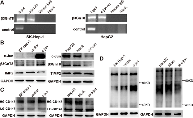 The effects of c-jun on the expression of &#x03B2;3GnT8, polylactosamines and glycosylation of CD147 in HCC cells.