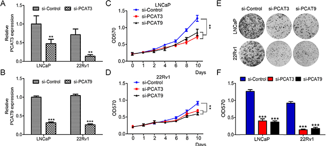 LncRNAs PCAT3 or PCAT9 knockdown suppresses prostate cancer LNCaP and 22Rv1 cell proliferation.