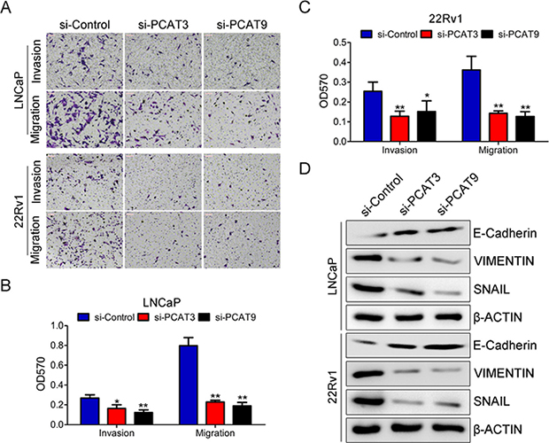 Silence of PCAT3 or PCAT9 significantly inhibits migration of LNCaP and 22Rv1 cells.