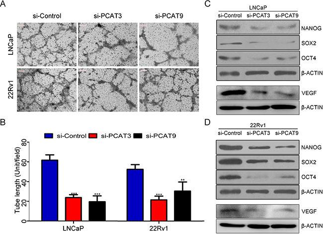 Loss of function of PCAT3 or PCAT9 in LNCaP and 22Rv1 cells reduced endothelial cell vasculature formation and suppresses stemness associated factors.