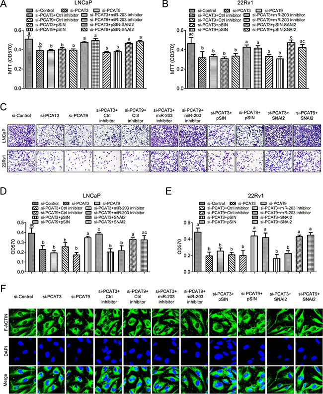 The PCAT3/PCAT9-miR-203/SNAI2 regulatory axis regulates prostate cancer cell proliferation and migration.