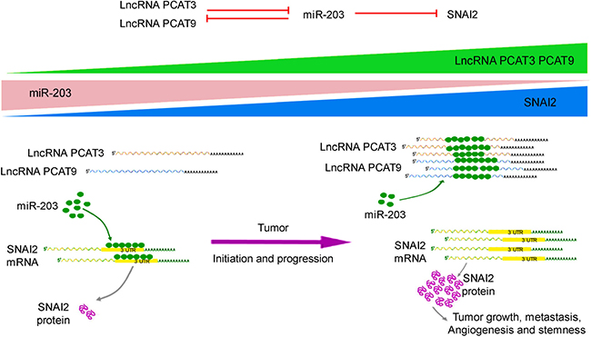 Schematic representation to show the expression and function of the PCAT3/PCAT9-miR-203-SNAI2 axis in prostate cancer.