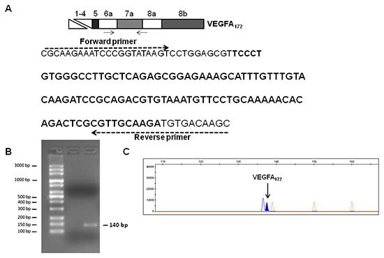 Analysis of VEGFA172 expression in TGF&#x03B1;-treated MSCs.