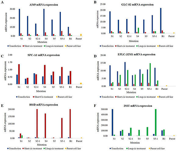 MUC16 mRNA expression in cultured cells after MUC16 gene editing.