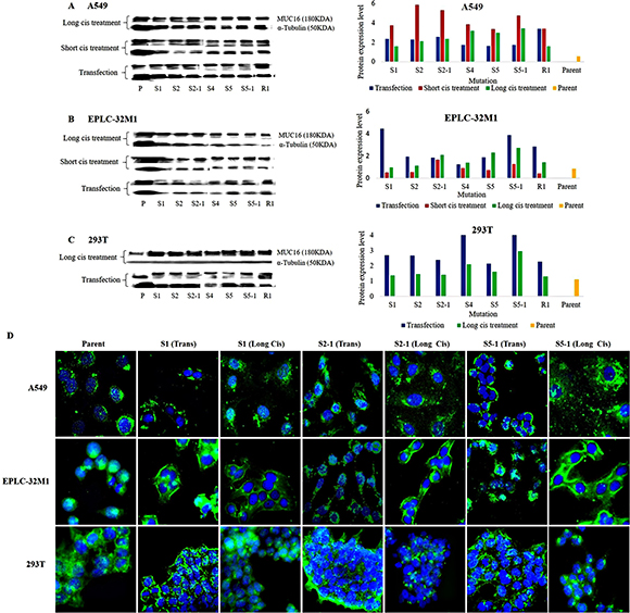 MUC16 protein expression in cultured cells after MUC16 gene editing.
