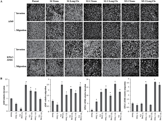 Cultured lung cancer cell invasion and migration after MUC16 gene editing.