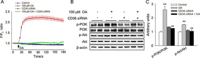 OA increased [Ca2+]i and activated the PI3K/Akt signaling pathway in a CD36-dependent manner.