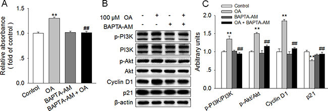 Chelation of [Ca2+]i reversed the OA-induced activation of PI3K/Akt and promotion of HC11 proliferation.