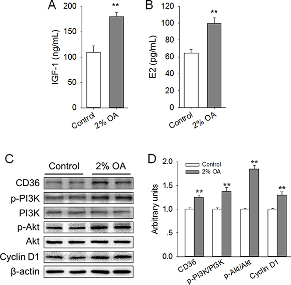 Effects of peripubertal exposure to diet containing 2% OA on the serum level of IGF-1 and E2, expression of CD36 and Cyclin D1, and activation of PI3K/Akt in the right side of the mammary gland of mice.