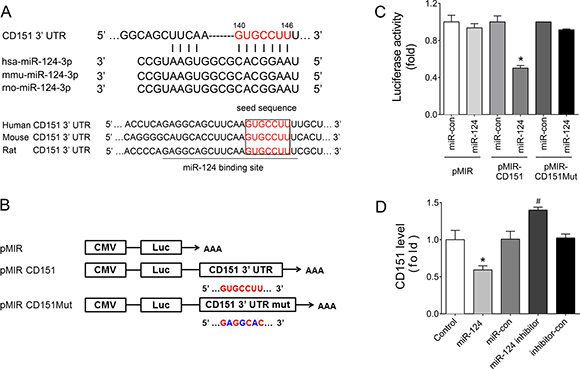 CD151 was a target of miR-124.