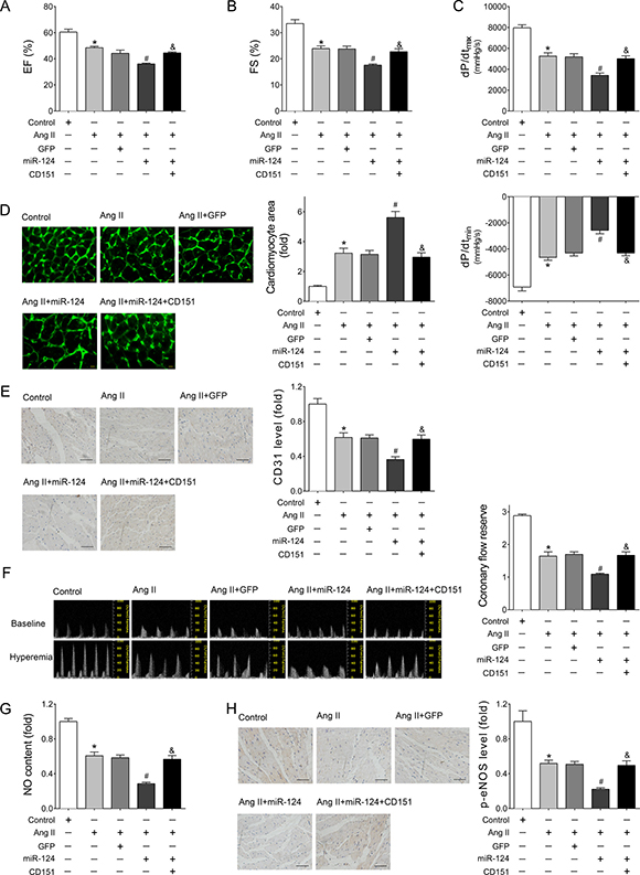 Re-expressed CD151 eliminated the miR-124-induced cardiac dysfunction and cardiac microvascular injury in Ang II-treated mice.