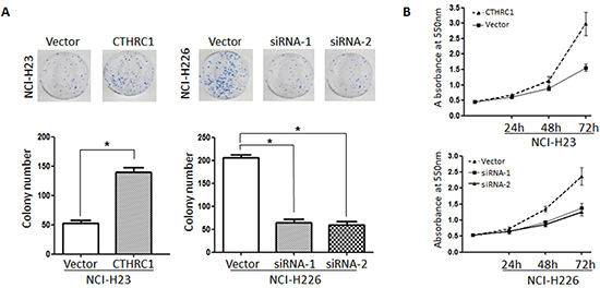 Effect on the soft agar colony formation and proliferation ability of NSCLC cells following CTHRC1 ectopic expression.