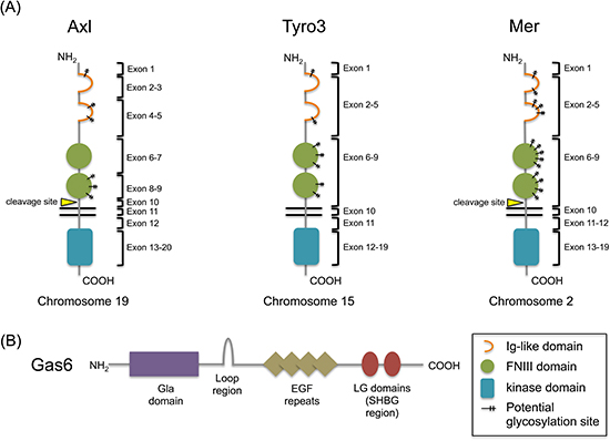 Structures of the TAM receptors and their shared ligand, Gas6.