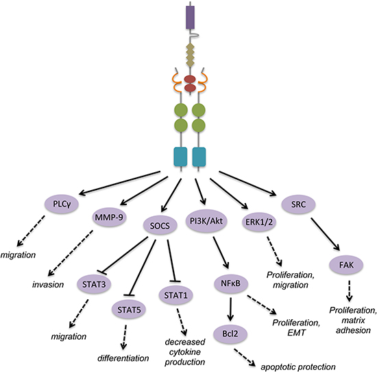 Gas6 activation of Axl leads to homodimerization and activation of downstream signal cascades with functional consequences.