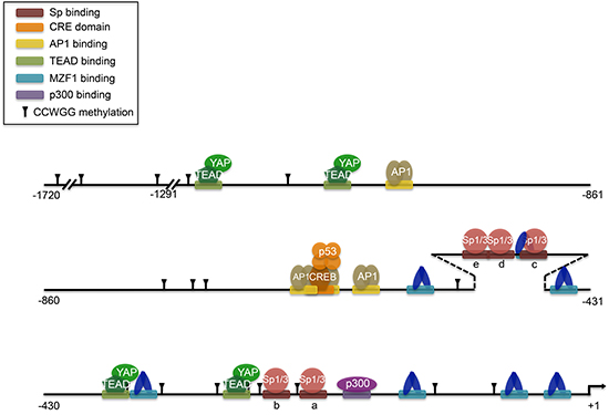 Transcription factor binding to the Axl promoter.