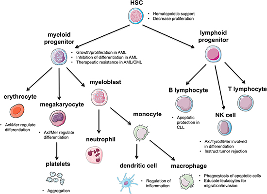 Representation of Axl in the blood-forming lineages.