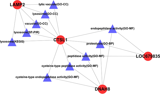 The rno-miR-352-regulated genes and their functional relationship network.