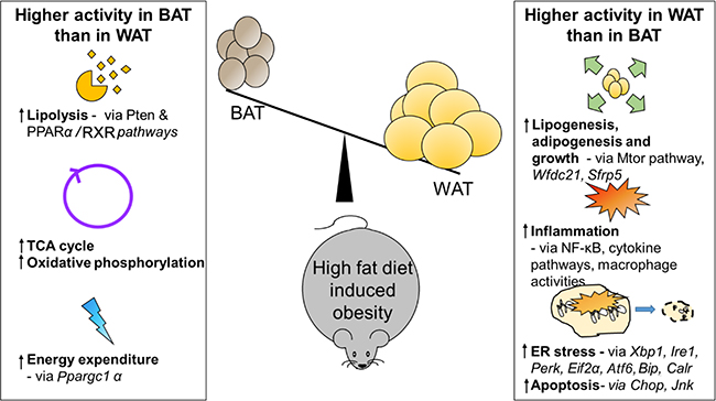 Comparison of white and brown adipose tissue in high fat diet induced obesity in mice-summary of the findings.