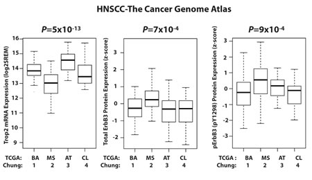 Inverse Correlation Between Trop2 and p-ErbB3 as a Function of HNSCC Subtypes in the TCGA HNSCC Dataset .