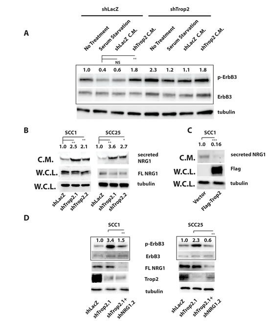 Trop2 Loss Activates ErbB3 Through NRG1.