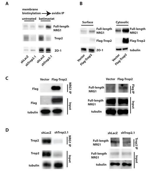 Functional and Physical Interaction Between Trop2 and NRG1.