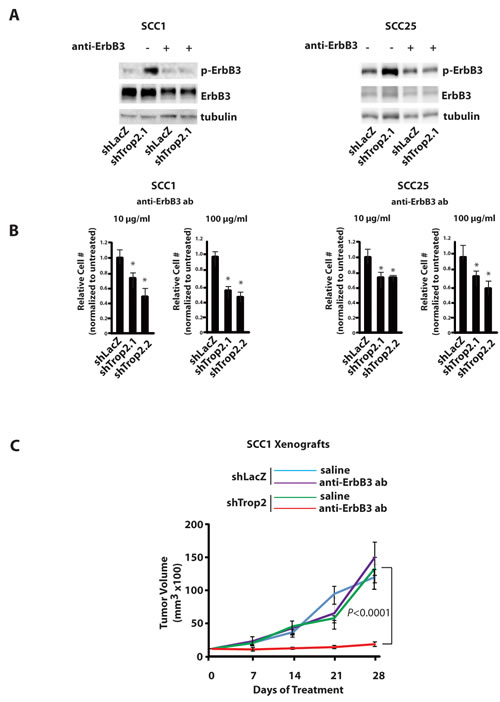 Trop2 Loss Confers Dependency on ErbB3.