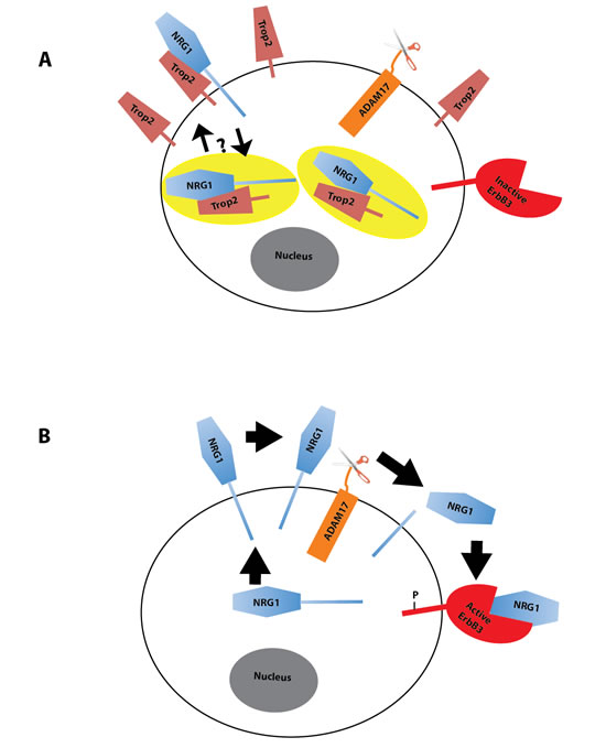 Model of Trop2 Regulation of NRG1.