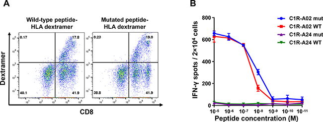 RNF19BV372L TCR-engineered T cells cross-react towards the wild-type peptide.