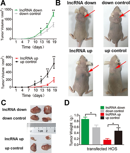 lnc-RAB11B-AS1 inhibits tumor growth in vivo