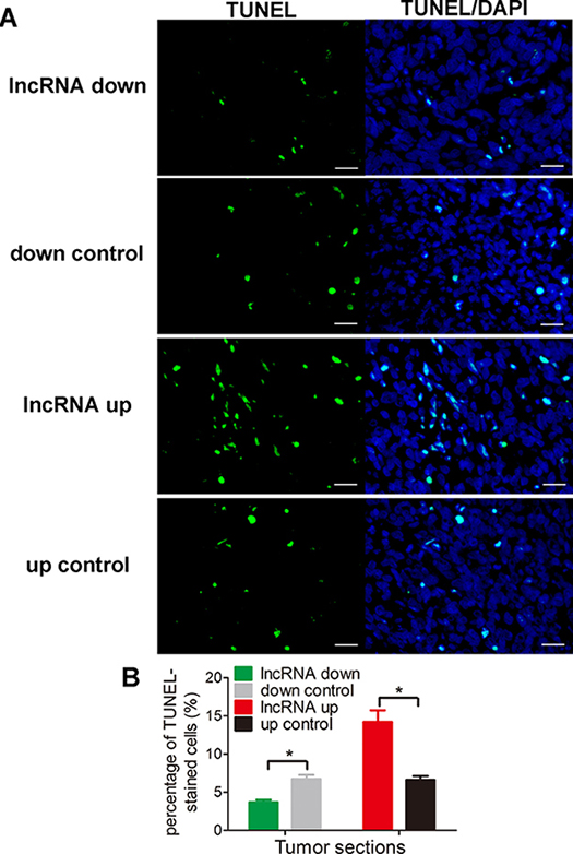 lnc-RAB11B-AS1 promotes cells apoptosis in vivo.