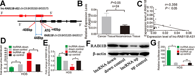 lnc-RAB11B-AS1 correlates negatively with its sense-cognate gene RAB11B in HOS cells.