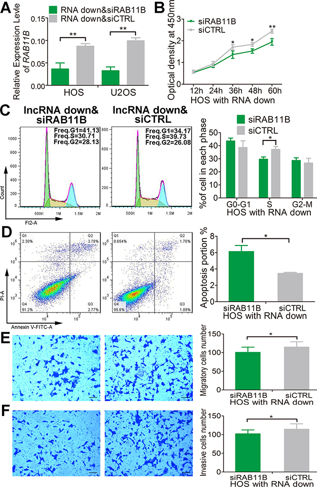 lnc-RAB11B-AS1 prevents HOS cells proliferation via down-regulating RAB11B.
