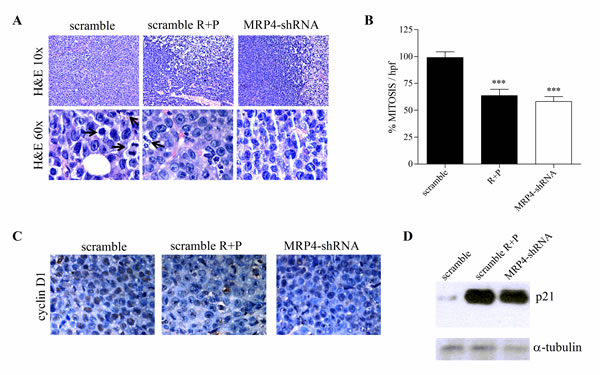 Effect of MRP4 knockdown on tumor morphology, mitotic index and cell cycle arrest.