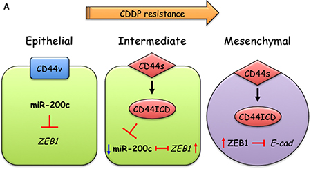 A model of CD44s-mediated EMT induction in CDDP-resistant oral cancer cells.