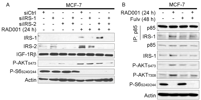 mTORC1 inhibitor-induced feedback activation of PI3K/AKT requires IRS-1/2.