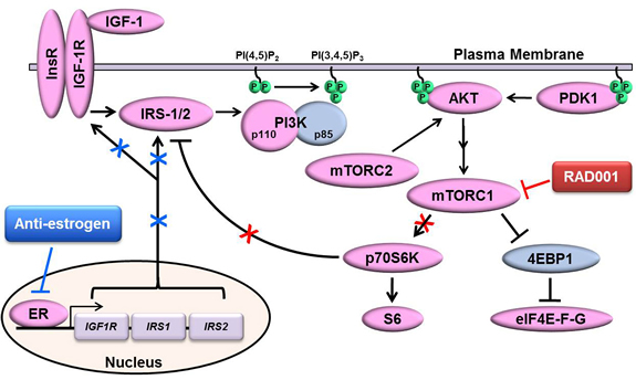 Proposed model of ER-mediated control of mTORC1 inhibitor-induced activation of PI3K/AKT.