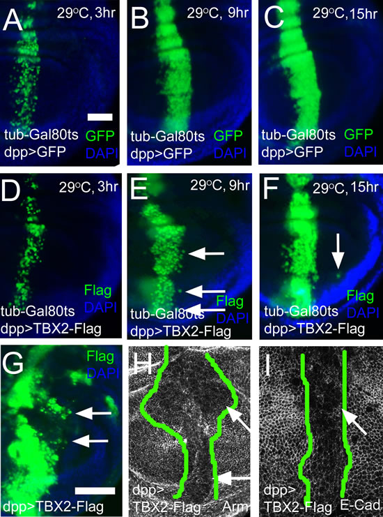 Expression of human TBX2 induces long distance migration and down-regulates adhesion junction molecules.