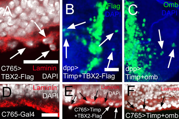 MMP activity is not required for intraepithelial motility and basal delamination induced by overexpression of TBX2 and Omb.